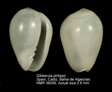 Gibberula philippii.jpg - Gibberula philippii(Monterosato,1878)
